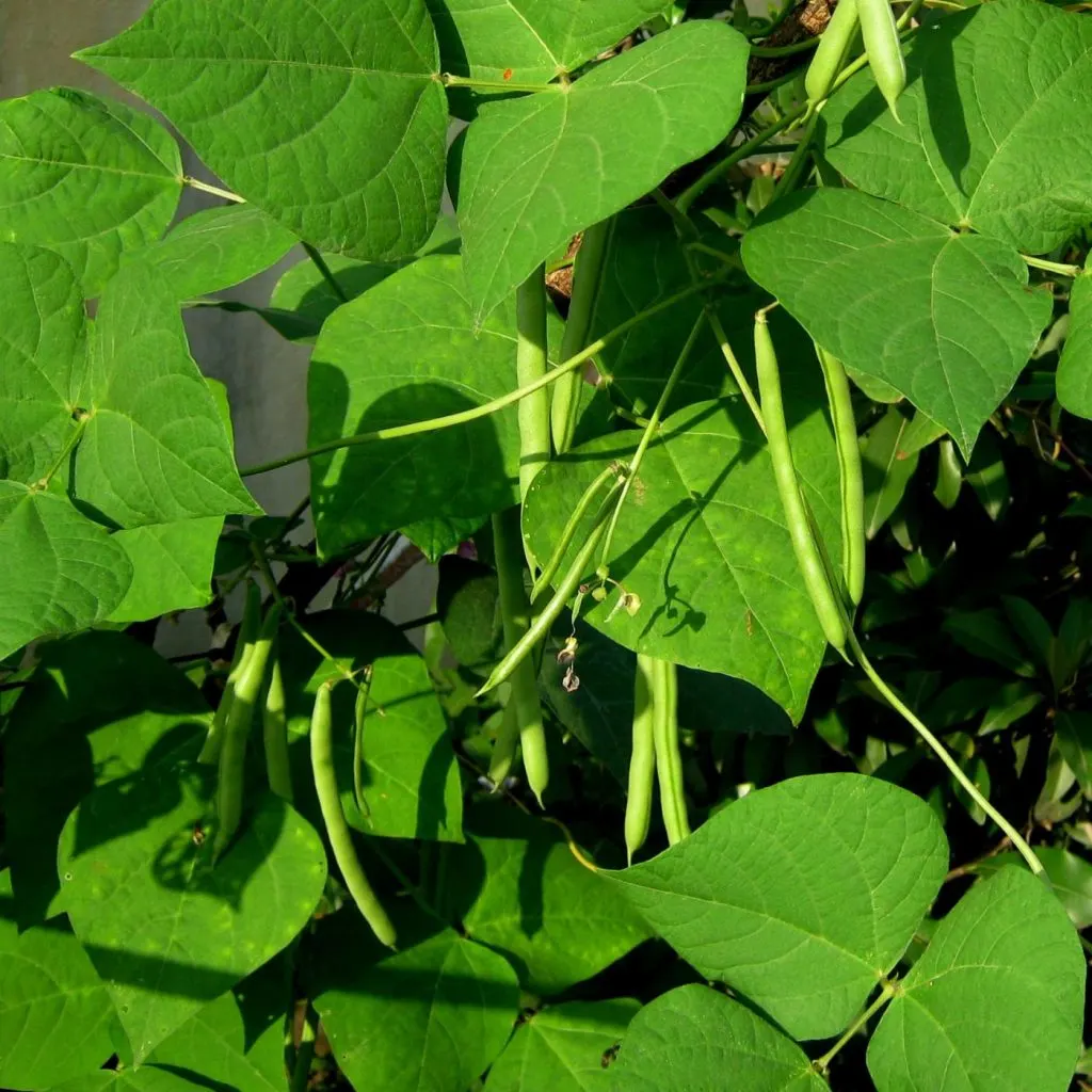 What to Plant in March in Florida | 25+ Heat Tolerant Vegetables to Plant This Month | The Not So Modern Housewife Florida Vegetables You Can Grow In March - Florida Vegetables You Can Grow In March