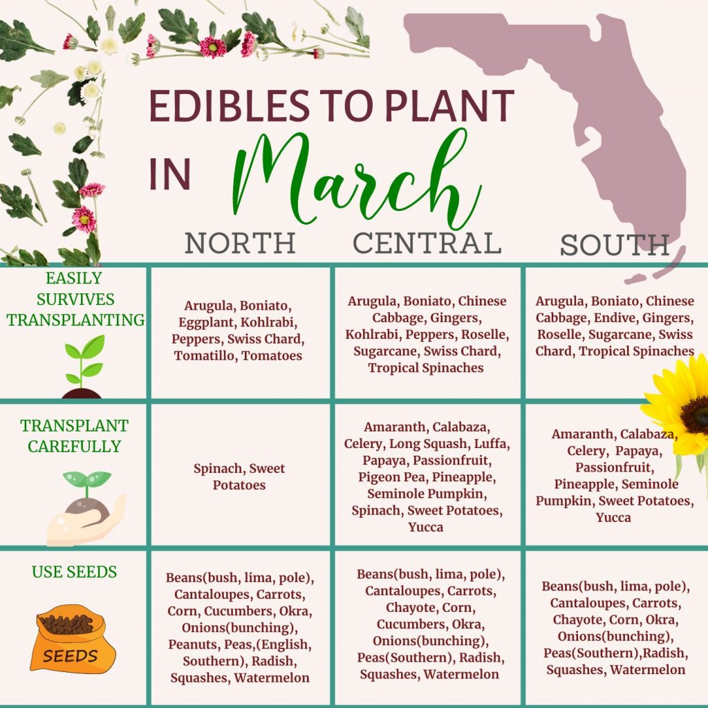 what to plant in March in Florida - gardening in Central Florida