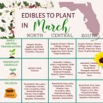 What to Plant in March in Florida | 25+ Heat Tolerant Vegetables to Plant This Month