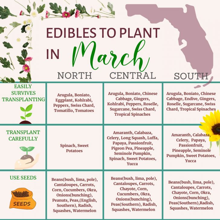 Florida Edibles to Plant in March - What to Plant in March in Florida