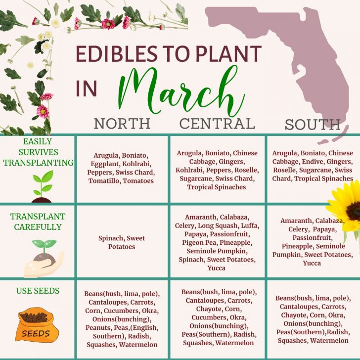 what to plant in March in Florida - gardening in Central Florida