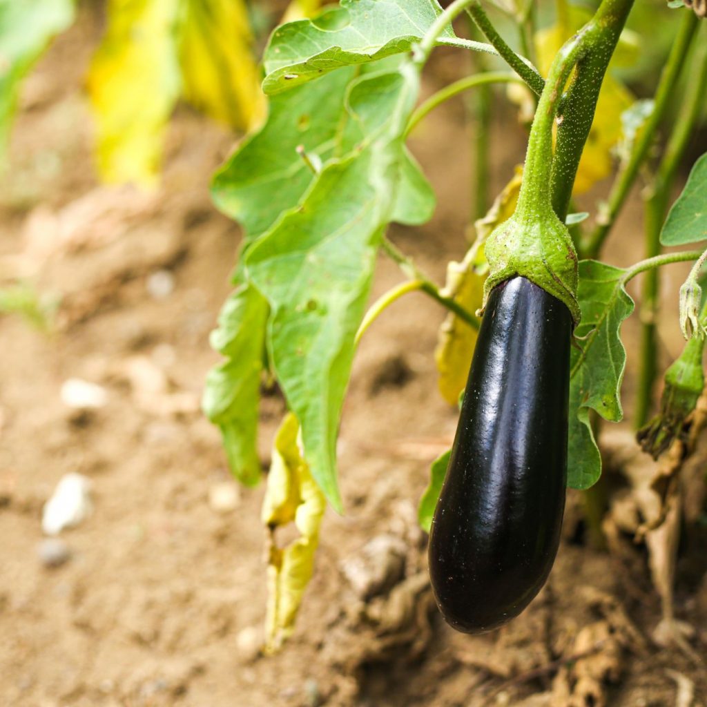 eggplant plant in the garden - Florida Vegetables You Can Grow In March