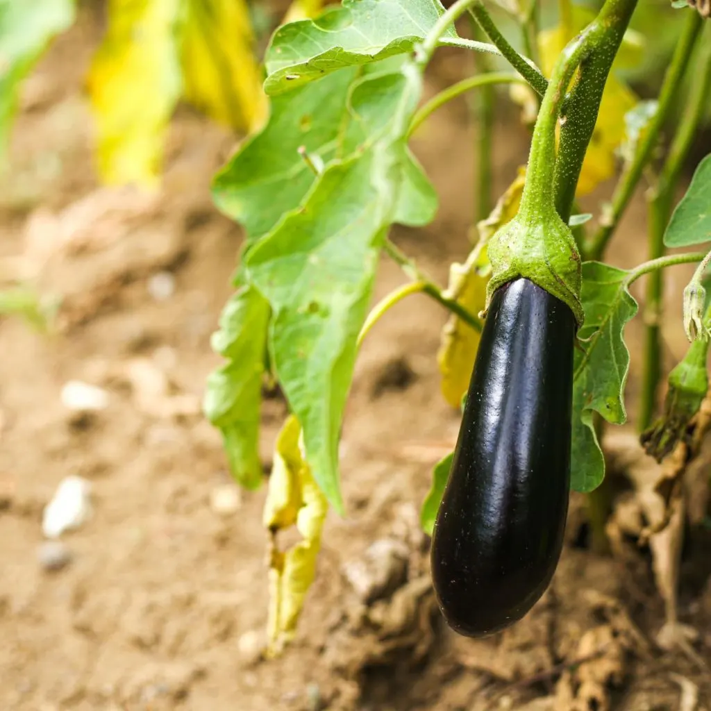 What to Plant in March in Florida | 25+ Heat Tolerant Vegetables to Plant This Month | The Not So Modern Housewife eggplant plant in the garden - Florida Vegetables You Can Grow In March