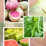 what to plant in march in florida | The Not So Modern Housewife