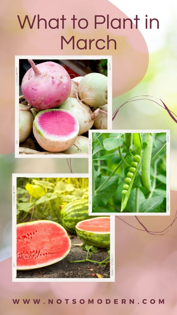 what to plant in march in florida | The Not so Modern Housewife