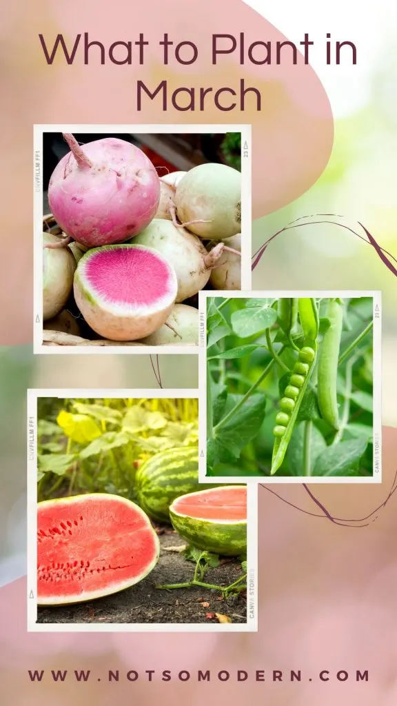 what to plant in march in florida | The Not so Modern Housewife