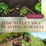 Zone 9 Vegetable Planting Schedule - What to Plant in March in Florida