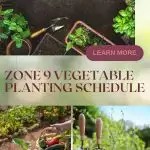Zone 9 Vegetable Planting Schedule - What to Plant in March in Florida