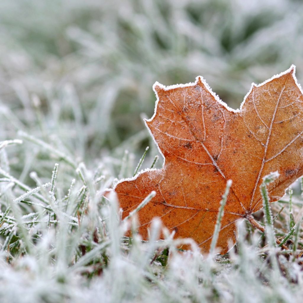 Know Your Average Last Frost Date - what to plant in March in Florida