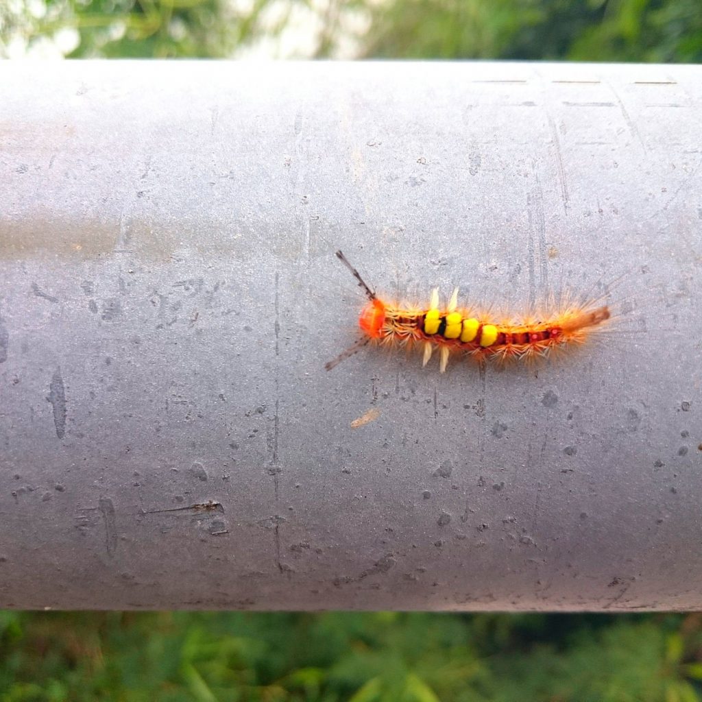 tussock moth caterpillar - Gardening Recommendations and Tips For March