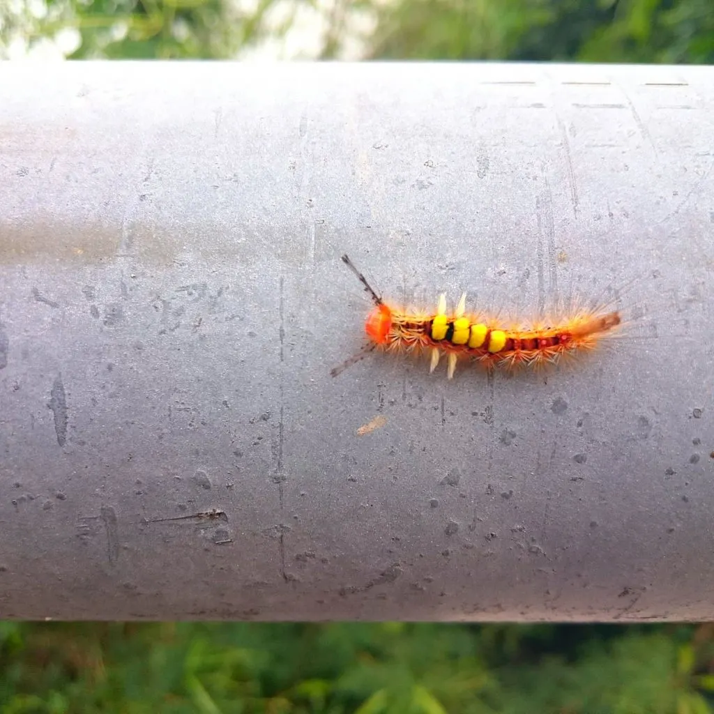What to Plant in March in Florida | 25+ Heat Tolerant Vegetables to Plant This Month | The Not So Modern Housewife tussock moth caterpillar - Gardening Recommendations and Tips For March