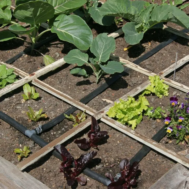 small homestead garden bed - square foot gardening