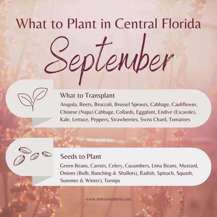 what to plant in Central Florida in September