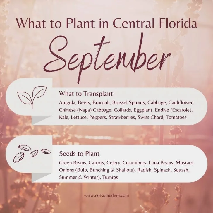 what to plant in Central Florida in September