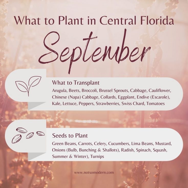 What to Plant in September in Florida 30+ Surprising Vegetables That