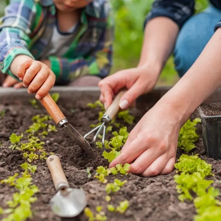 What to Plant in September in Florida: 30+ Surprising Vegetables That Thrive | The Not so Modern Housewife using trowel and fork to fertilize lettuce seedlings in the garden - what to plant in September in Florida