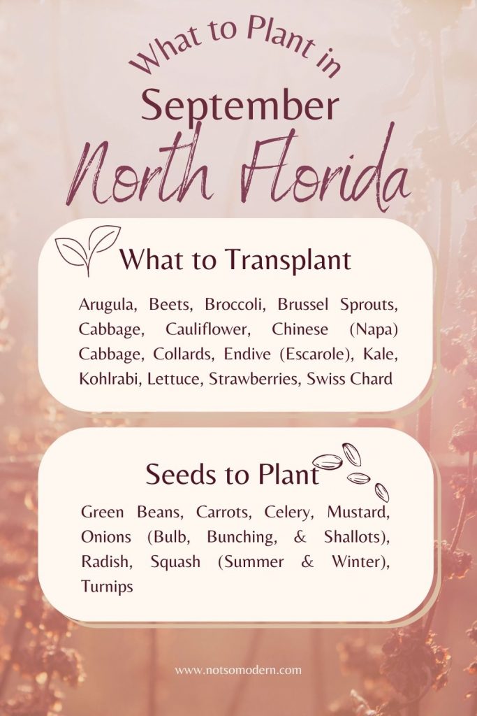 What to Plant in September: North Florida