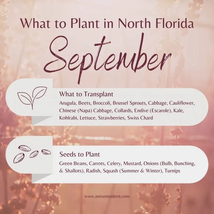 What to Plant in September in Florida: 30+ Surprising Vegetables That Thrive | The Not so Modern Housewife what to plant in North Florida in September