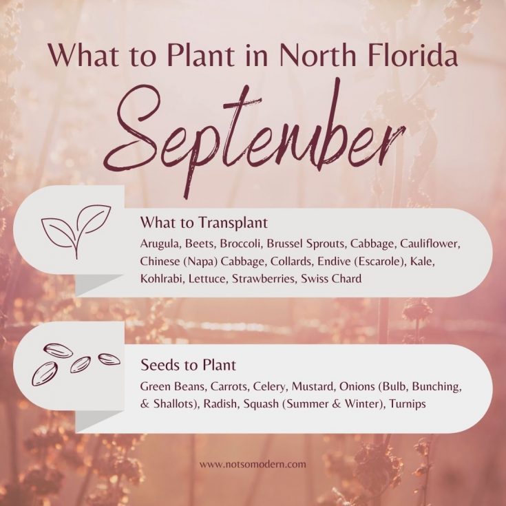 What to Plant in September in Florida 30+ Surprising Vegetables That