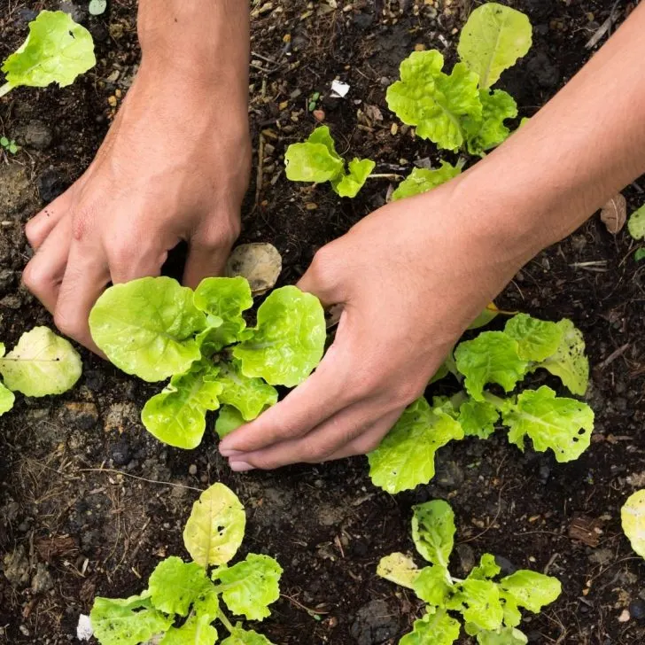 planting lettuce seedlings close together - what to plant in September in Florida