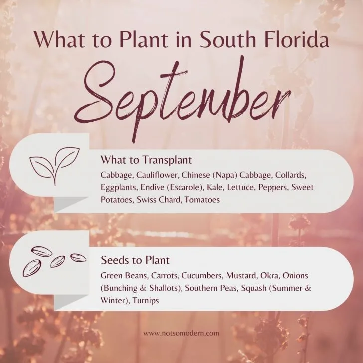 What to Plant in September in Florida: 30+ Surprising Vegetables That Thrive | The Not so Modern Housewife what to plant in South Florida in September