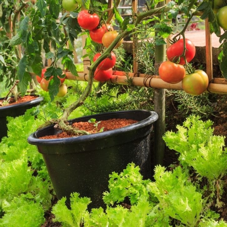 tomato plants growing on a trellis - What to Plant in September in Florida