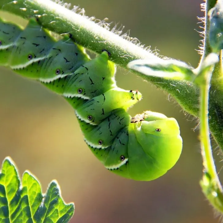 What to Plant in September in Florida: 30+ Surprising Vegetables That Thrive | The Not so Modern Housewife green tomato hornworm on tomato plant in the garden - what to plant in Florida in September