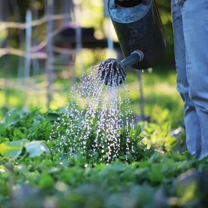 What to Plant in September in Florida: 30+ Surprising Vegetables That Thrive | The Not so Modern Housewife watering the garden with a metal can - what to plant in September in Florida