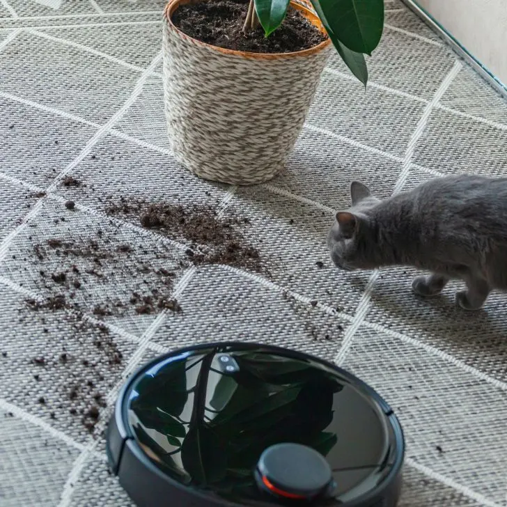 robot vacuum cleaning up carpet with spilled dirt from gray cat - Christmas gift ideas for housewives