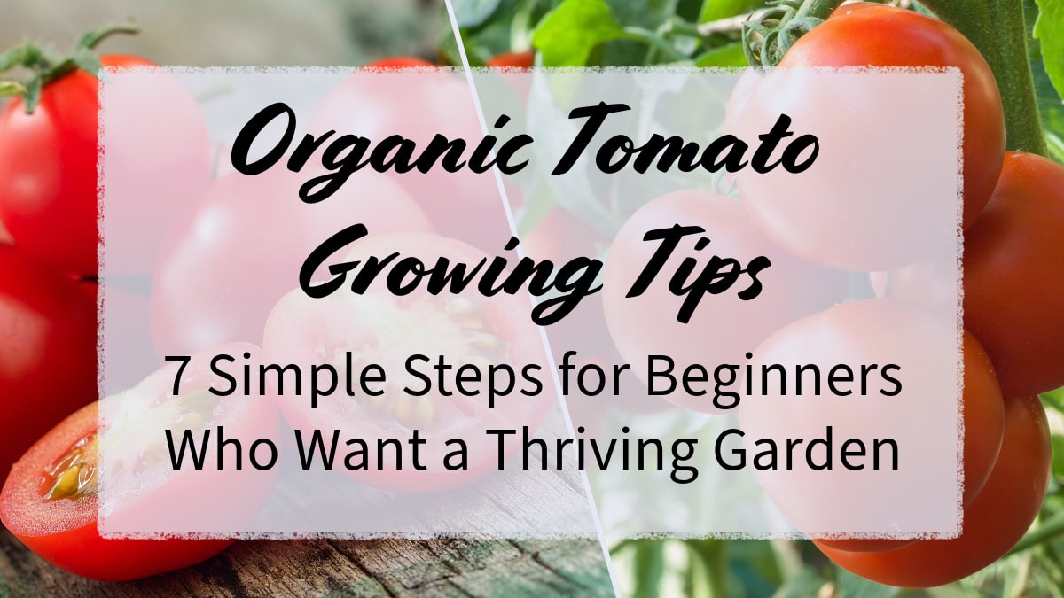 Organic Tomato Growing Tips: 7 Simple Steps for Beginners Who Want a ...